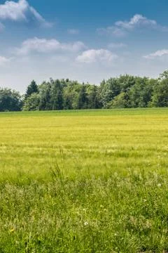 Big fields of high and green grain and forest in the background Stock Photos