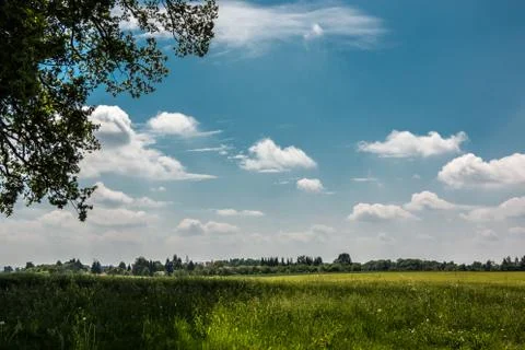 Big fields of high and green grain and forest in the background Stock Photos