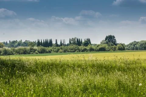 Big fields of high and green grain and forest in the background Stock-Fotos