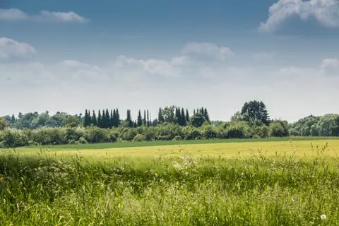 Big fields of high and green grain and forest in the background Stock Photos
