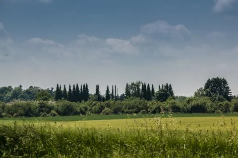 Big fields of high and green grain and forest in the background Stock-Fotos