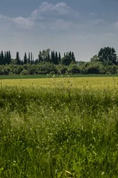 Big fields of high and green grain and forest in the background Stock-Fotos