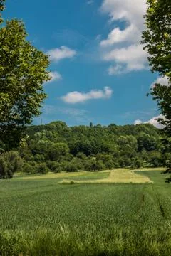 Big fields of high and green grain and forest in the background 库存照片