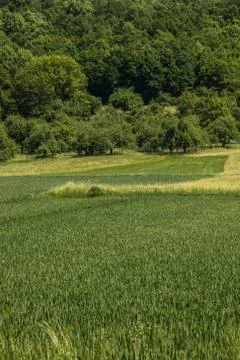 Big fields of high and green grain and forest in the background Stock Photos