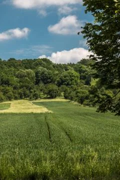 Big fields of high and green grain and forest in the background Stock Photos