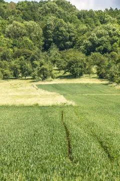 Big fields of high and green grain and forest in the background Фото