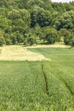 Big fields of high and green grain and forest in the background Stock Photos