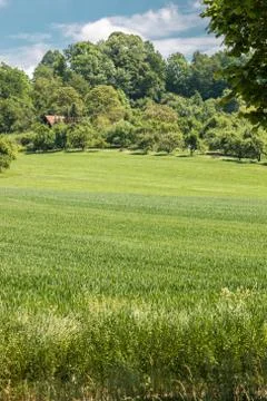 Big fields of high and green grain and forest in the background Stock-Fotos