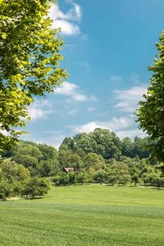 Big fields of high and green grain and forest in the background Stock Photos