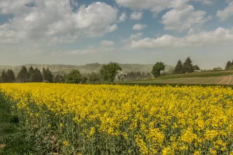 Big fields of yellow rapeseed and the blue sky with clouds Stock Photos
