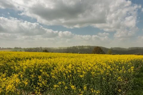 Big fields of yellow rapeseed and the blue sky with clouds Stock Photos