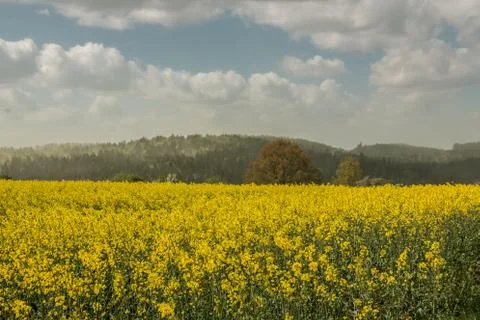 Big fields of yellow rapeseed and the blue sky with clouds Stock Photos