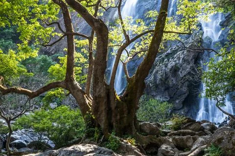 A big fig tree in front of a tropical waterfall. Stock Photos
