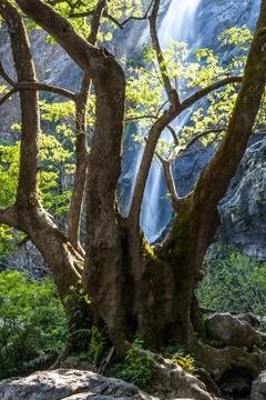 A big fig tree in front of a tropical waterfall. Stock Photos