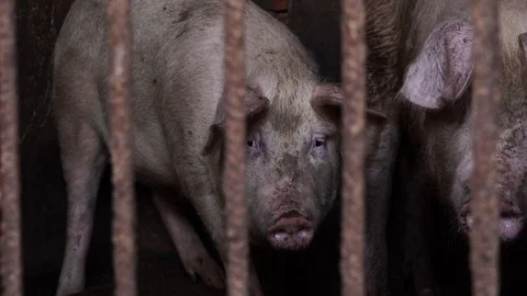 Big filthy pig in the stable Stock Footage 111748848