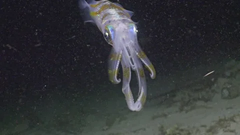 Big fin reef squid changes colors, Raja Ampat, Indonesia Stock Footage 296653797