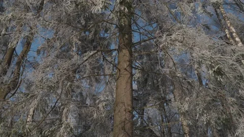Big fir tree in the forest covered with snow Stock Footage 171668992