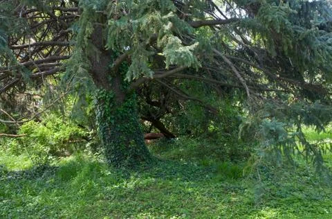 Big fir tree Stock Photos