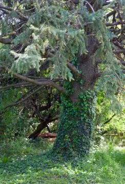 Big fir tree Stock Photos