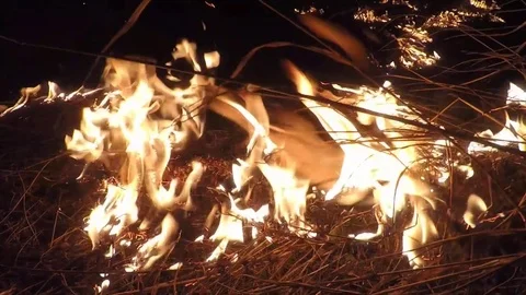 Big fire. Burning dry grass field at night Stock Footage 73747084