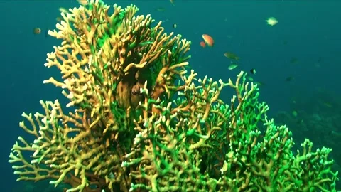 Big fire coral on coral reef in the Red Sea Stock Footage 346470867