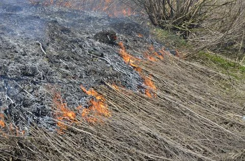 A big fire. The dry grass is burning. much smoke. Stock Photos