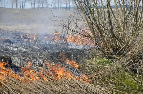 A big fire. The dry grass is burning. much smoke. Stock Photos