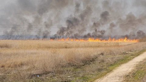 Big fire in the field blown by a strong wind Stock Footage 103184446