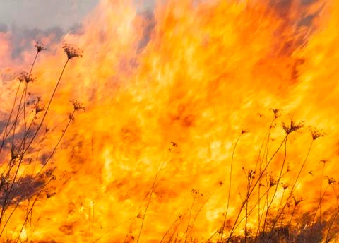 Big fire in the field Stock Photos