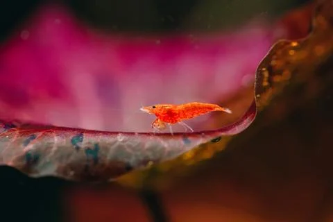 Big fire red or cherry dwarf shrimp with green background in fresh water Stock Photos