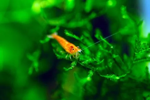 Big fire red or cherry dwarf shrimp with green background in fresh water Stock-Fotos
