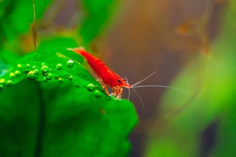 Big fire red or cherry dwarf shrimp with green background in fresh water Stock Photos