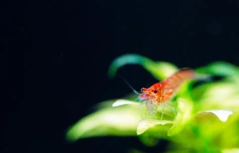 Big fire red or cherry dwarf shrimp with green background in fresh water Stock-Fotos