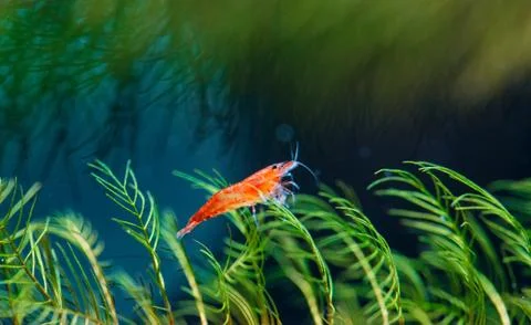 Big fire red or cherry dwarf shrimp with green background in fresh water Stock Photos