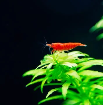 Big fire red or cherry dwarf shrimp with green background in fresh water Stock Photos