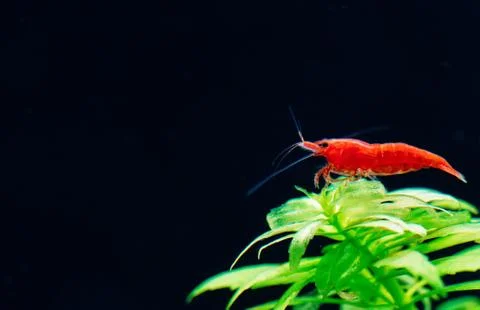 Big fire red or cherry dwarf shrimp with green background in fresh water Stock Photos