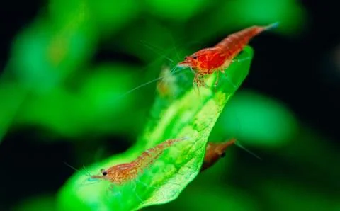Big fire red or cherry dwarf shrimp with green background in fresh water Stock Photos