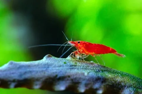 Big fire red or cherry dwarf shrimp with green background in fresh water Stock Photos