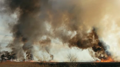 Big fire in the reed field. Thick black smoke overlaps the sky.Catastrophe in Stock Footage 105014248