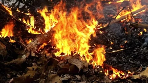 Big fire slowly burning dry leaves Stock Footage 292359327