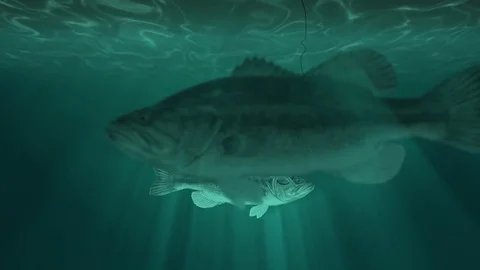 Big Fish and a Fish Hook Underwater Stock Footage 77694532