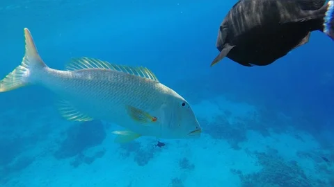 Big fish approaching diver's camera on coral reef Stock-Footage 110816546