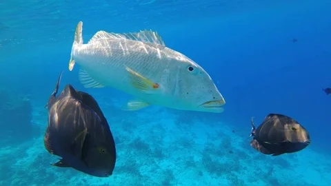 Big fish approaching diver's camera on coral reef Video stock 110821758