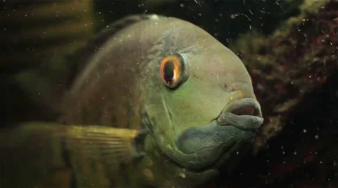 Big Fish in aquarium 스톡 동영상 54113443