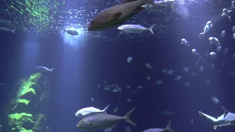 Big fish in aquarium Stock Footage 113832892