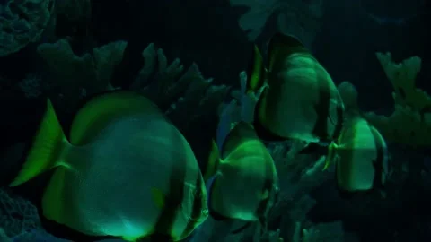 Big fish in the aquarium Stock Footage 231926230