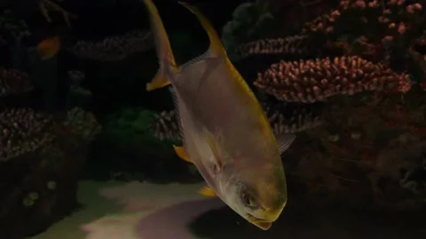 Big fish in the aquarium Stock Footage 231926424