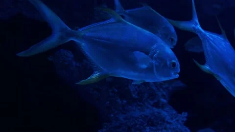 Big fish in the aquarium Stock Footage 231926433