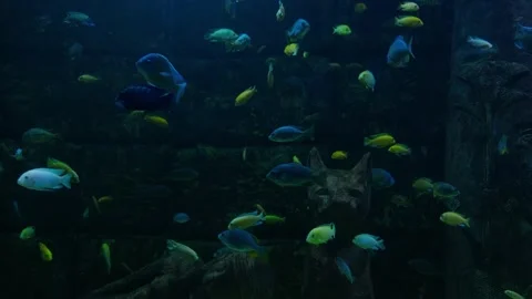 Big fish in the aquarium Stock Footage 231926725