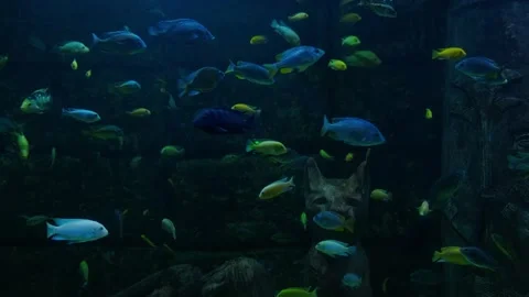 Big fish in the aquarium Stock Footage 231926734